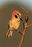 Spot-breasted Parrotbillborder=